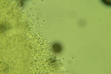 Clitocybe coniferophila image