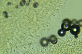 Clitocybe coniferophila image