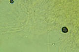 Clitocybe coniferophila image