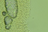 Clitocybe coniferophila image