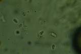 Clitocybe coniferophila image