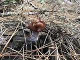 Gyromitra infula image