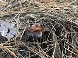 Gyromitra infula image