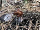 Gyromitra infula image