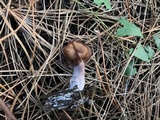 Gyromitra infula image