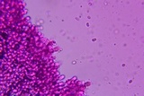 Lepista personata image