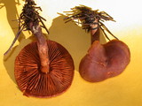 Cortinarius cinnamomeus image