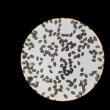 Lacrymaria hypertropicalis image