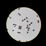 Lacrymaria hypertropicalis image