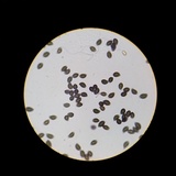 Lacrymaria hypertropicalis image