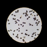 Lacrymaria hypertropicalis image