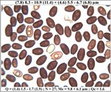Coprinellus radians image