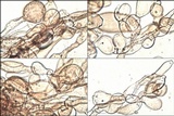 Coprinellus radians image