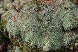 Cladonia petrophila image