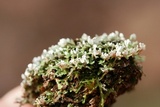 Cladonia petrophila image