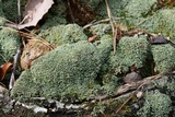 Cladonia petrophila image