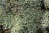 Cladonia petrophila image