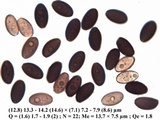 Psathyrella vinosofulva image