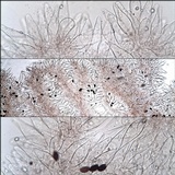 Psathyrella vinosofulva image