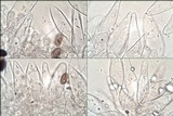 Psathyrella vinosofulva image