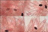 Psathyrella vinosofulva image
