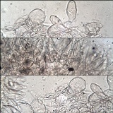 Psathyrella vinosofulva image