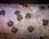 Diatrype virescens image