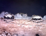 Diatrype virescens image
