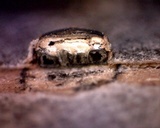 Diatrype virescens image