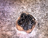 Diatrype virescens image