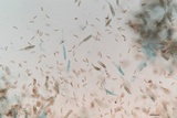 Diatrype virescens image