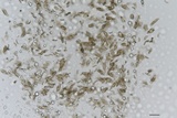 Diatrype virescens image
