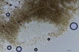 Diatrype virescens image