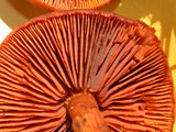 Cortinarius cinnamomeus image