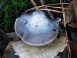 Hygrocybe lacmus image