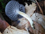 Hygrocybe lacmus image