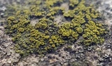 Candelariella aurella image
