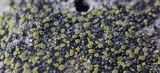 Candelariella aurella image