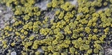 Candelariella aurella image