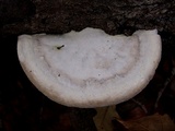 Trametes lactinea image