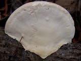 Trametes lactinea image