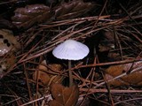 Mycena alcalina image
