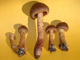 Dermocybe zakii image
