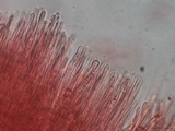 Irpex lacteus image