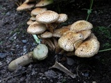 Pholiota terrestris image