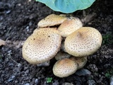 Pholiota terrestris image