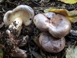 Lactarius argillaceifolius image