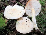 Rhodocollybia maculata image