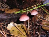Mycena purpureofusca image