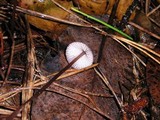 Mycena purpureofusca image